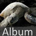 Album Schildkröten <!--hidden-->